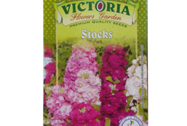 Victoria Stocks Flower Seed