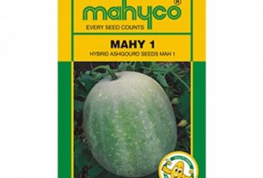 Mahyco PUMPKIN MPH-1 (50g) Vegetable Seeds